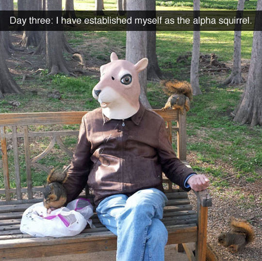 Alpha squirrel.