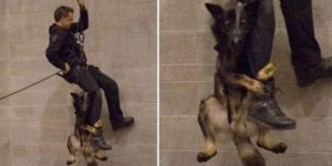 Vancouver Police dog learning to rappel with his partner