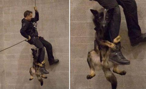 Vancouver Police dog learning to rappel with his partner