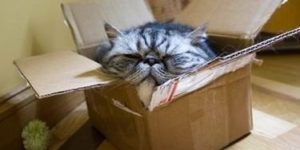 Cats love boxes…