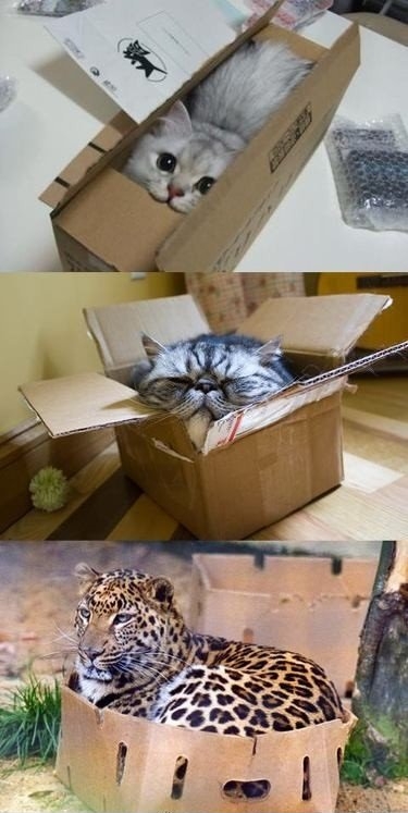 Cats love boxes...