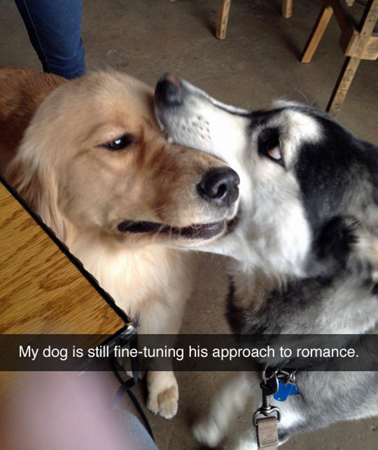 My dog is just learning romance.