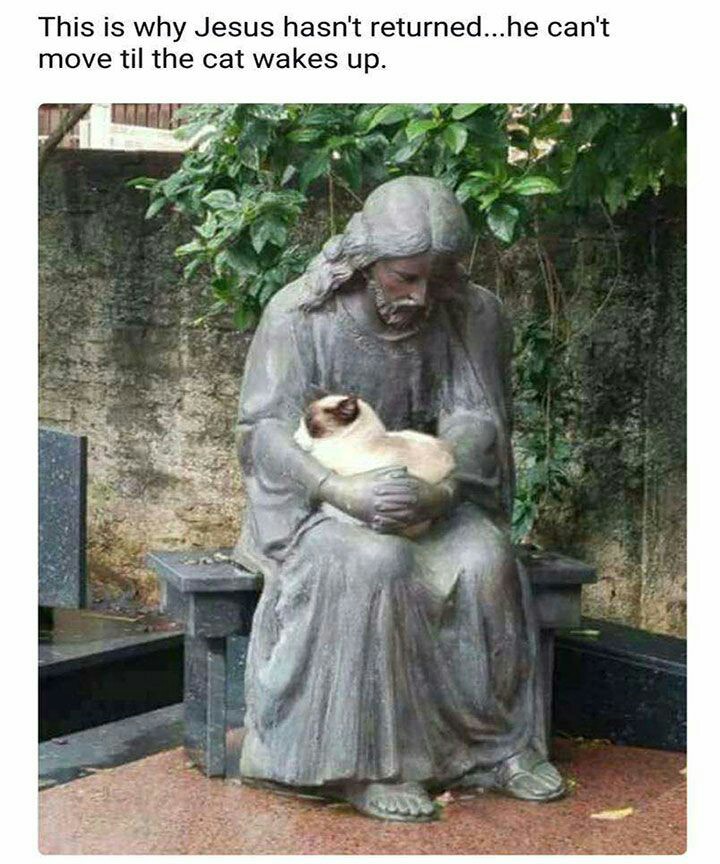 Jesus take the cat.