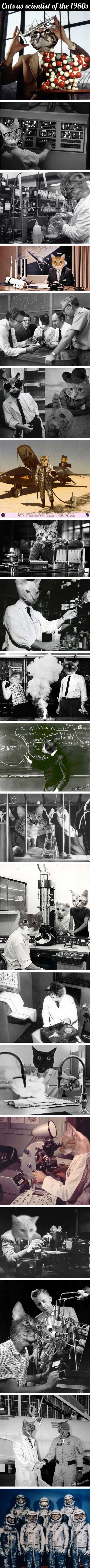Cats as scientists.