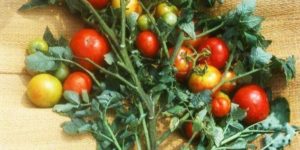 Grow tomatoes and potatoes in one plant.