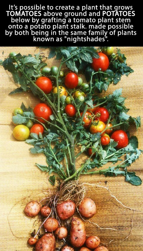 Grow tomatoes and potatoes in one plant.