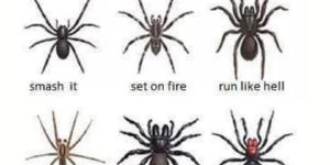 Spider ID Guide