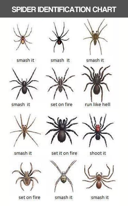 Spider ID Guide