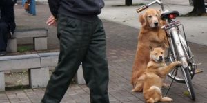 Best guard dogs ever.