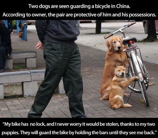 Best guard dogs ever.
