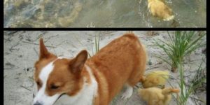 Even ducks love corgi’s.