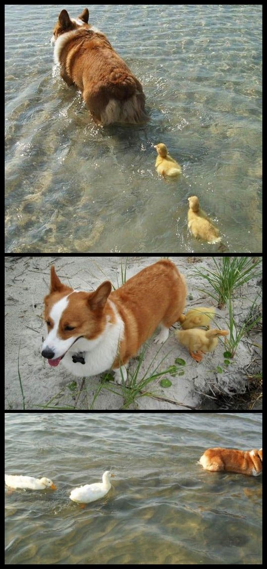 Even ducks love corgi's.