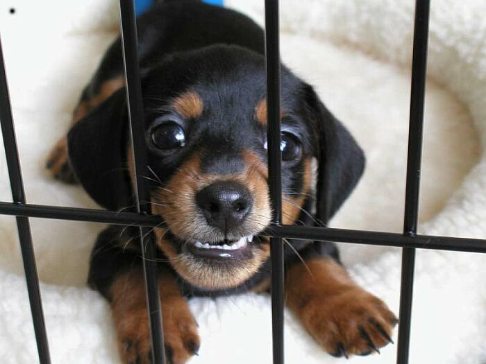 Despite all his rage, he's still just a widdle puppy in a cage