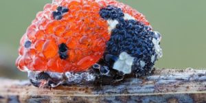 Ladybug in morning dew