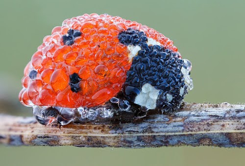 Ladybug in morning dew