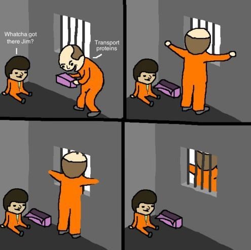 Because cell walls...
