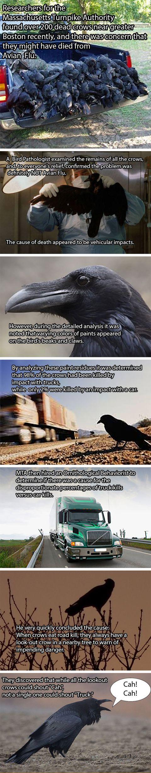 Murder of Crows