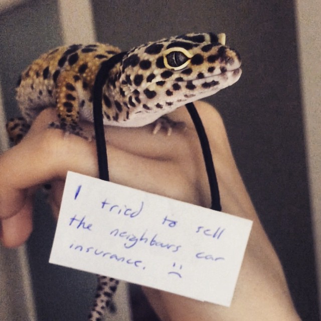 Pet shaming has gone too far