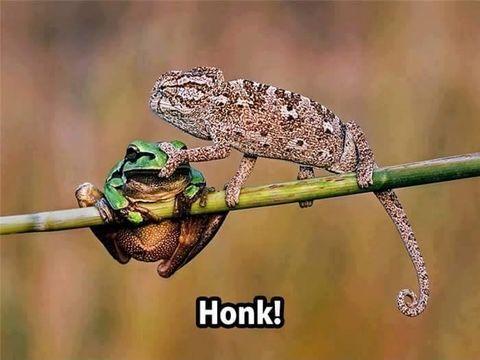 Chameleons are jerks.