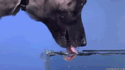 Now you know, dogs drink with the bottom of their tongues.