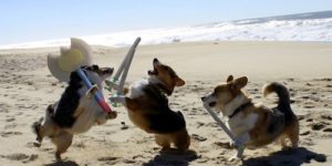 Corgi wars.