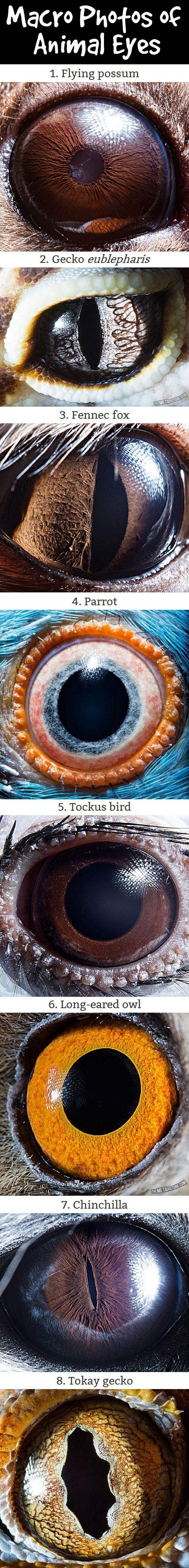 Macro photos of animal eyes.