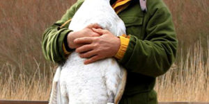Swan+Hugs+The+Man+Who+Rescued+It+By+Wrapping+Her+Neck+Around+Him