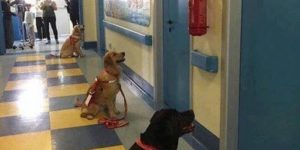 Therapy dogs are impatiently waiting to see their patients at a children’s hospital.