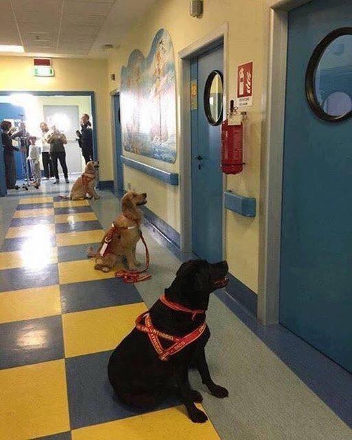Therapy dogs are impatiently waiting to see their patients at a children's hospital.