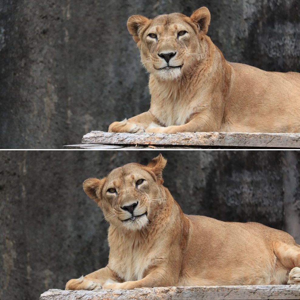 A very polite lioness luring you to an early death.