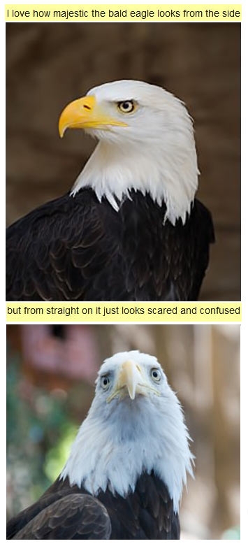 The majestic, but also scared and confused bald eagle.