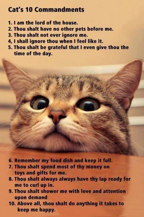 A cat's 10 commandments.