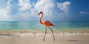 Flamingo on the beach.