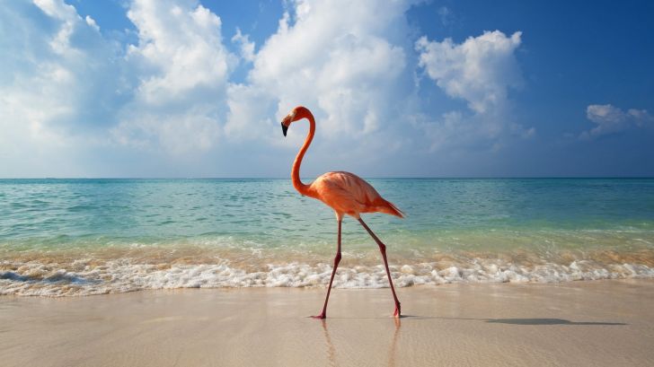 Flamingo on the beach.