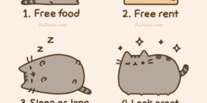 6 reasons you should consider being a cat.