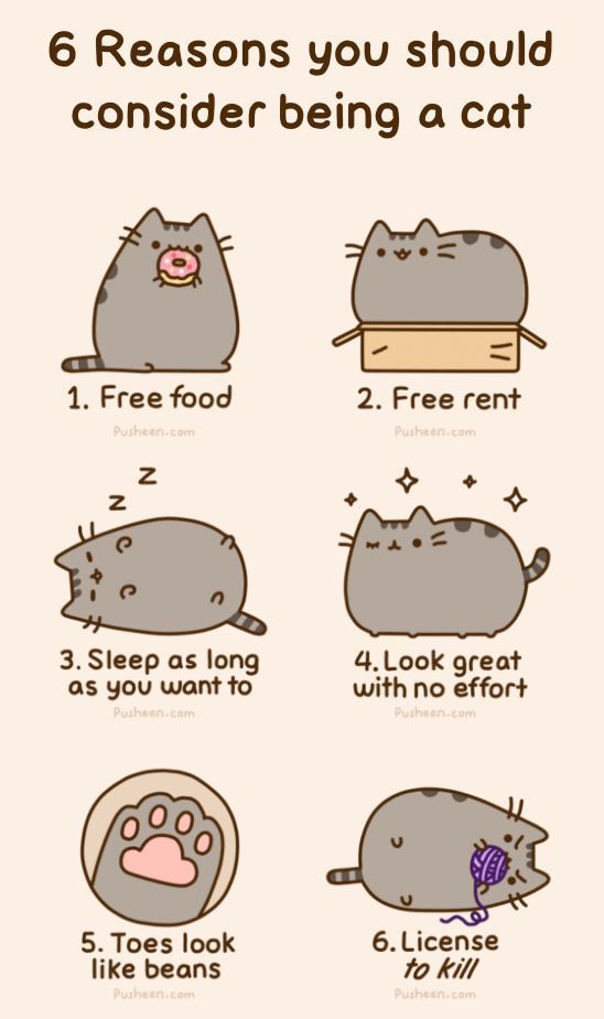 6 reasons you should consider being a cat.