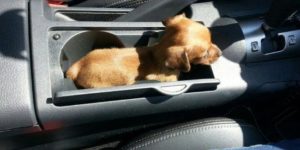 Pup holder.