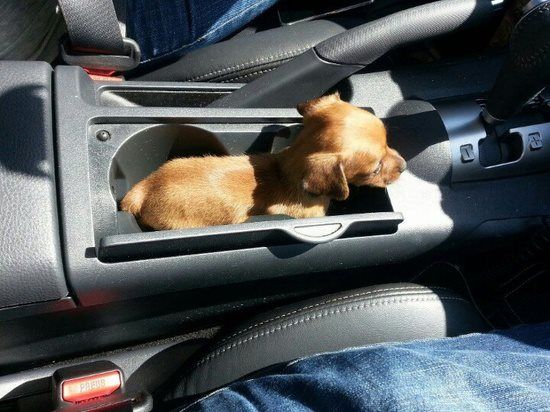 Pup holder.