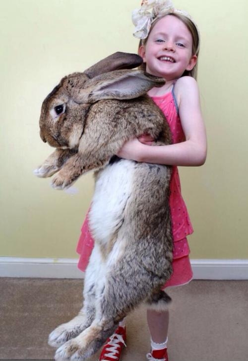 Worlds largest bunny.