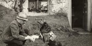 An allied soldier bandages the paw of a Red Cross working dog in Flanders, Belgium, during the first world war May 1917