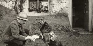 An+allied+soldier+bandages+the+paw+of+a+Red+Cross+working+dog+in+Flanders%2C+Belgium%2C+during+the+first+world+war+May+1917