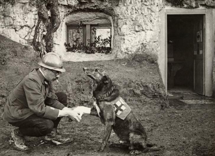 An allied soldier bandages the paw of a Red Cross working dog in Flanders, Belgium, during the first world war May 1917