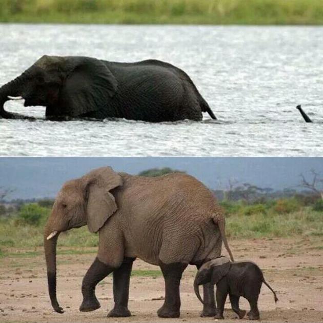 The life of a baby elephant