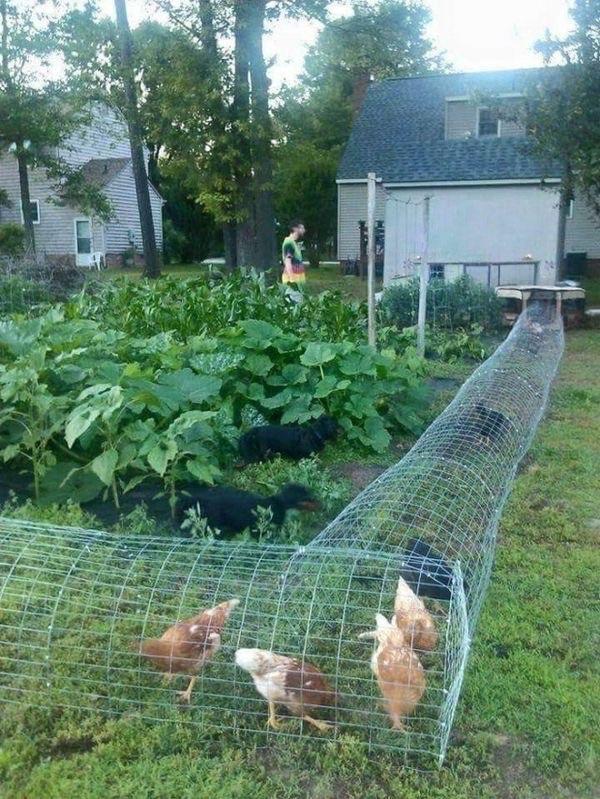 Chicken tunnel