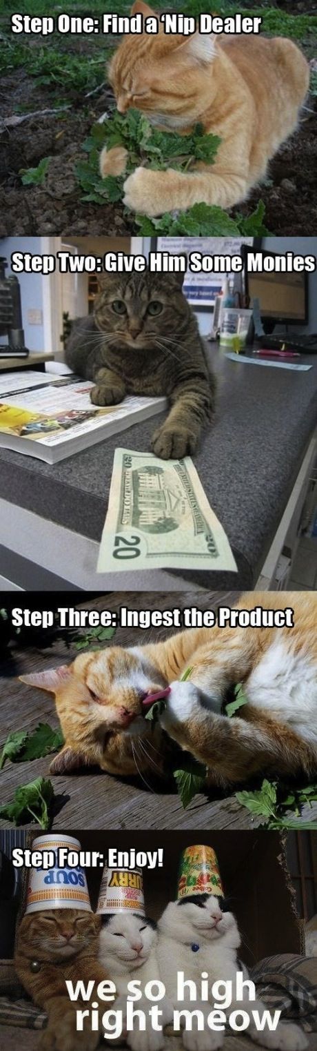 The life of a catnip addict.