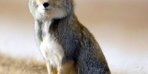 The Tibetan Fox looks like a bad taxidermy job