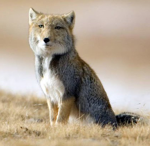 The Tibetan Fox looks like a bad taxidermy job