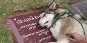 Dogs can mourn like us.