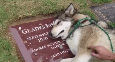 Dogs can mourn like us.