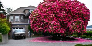 125 Year Old Rhododendron in Canada